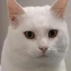 кот россии