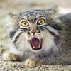 manul_army