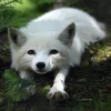 North Fox