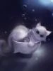 Kowa-cat