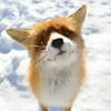Fox_v_botah
