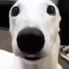 БОБР ДОБРРРРР