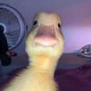 _Forfatter_