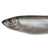 shproTa-