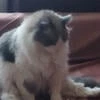 Поле_Счастливых_Подсолнухов