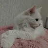 Sunsik