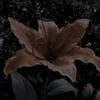 _merlia blare_