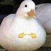 Апельсиновое облако
