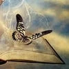 Fantasy555