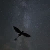 Lorixs