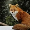 Fox tales