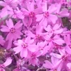 Marchmella