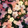 Petite_Cherry_Blossom