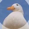 новый закат