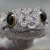 Крыса вселенского маштаба