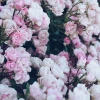 _-Kamushek-_