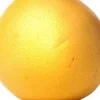 Universal Carrot