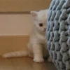 Pinnapuru.