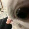 Тупица любящая аниме