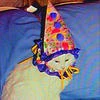 clowneri