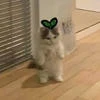 jasmine_sii