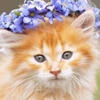 MiMiKitty