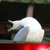 Ren Seagull