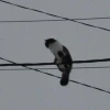 Кот на Проводе