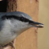 sittaeuropaea