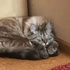 lacy licks