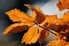 Autumn Leaves