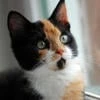 Catty.